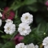 Achillea ptarmica 'white' -- Pompon Schafgarbe